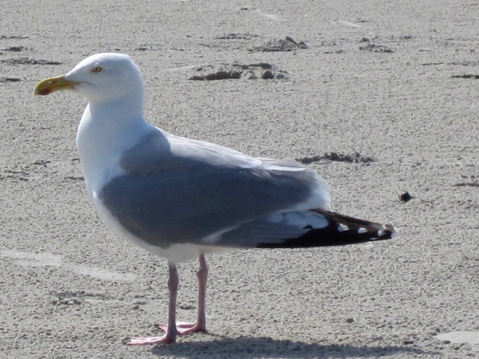 Larus argentatus, Terschelling, the Netherlands