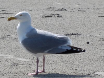 Larus argentatus, Terschelling, the Netherlands