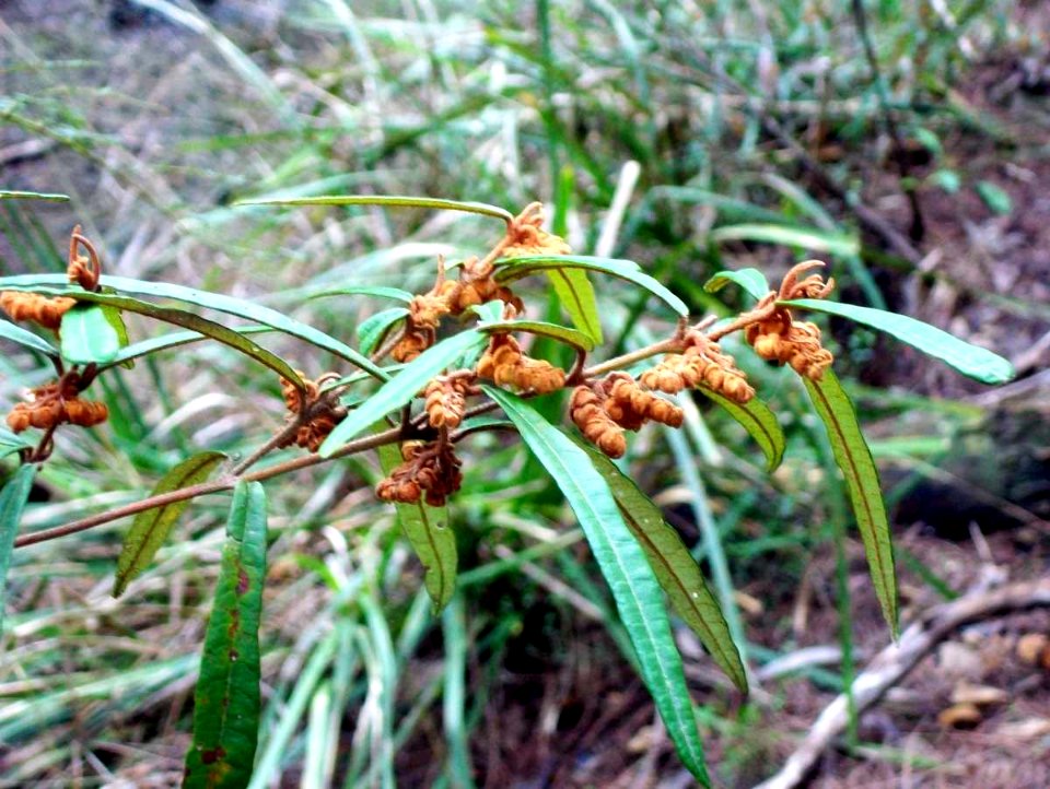 Lasiopetalum ferrugineum - Lane Cove River