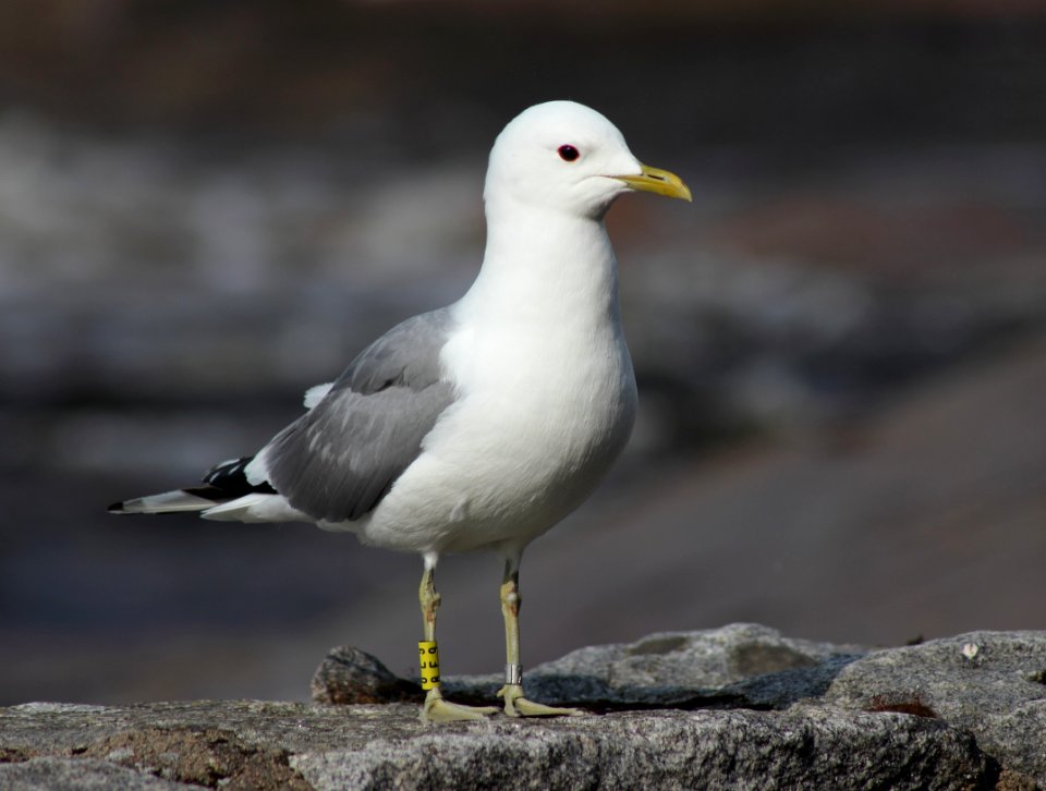 Larus canus Oulu 20150712 03