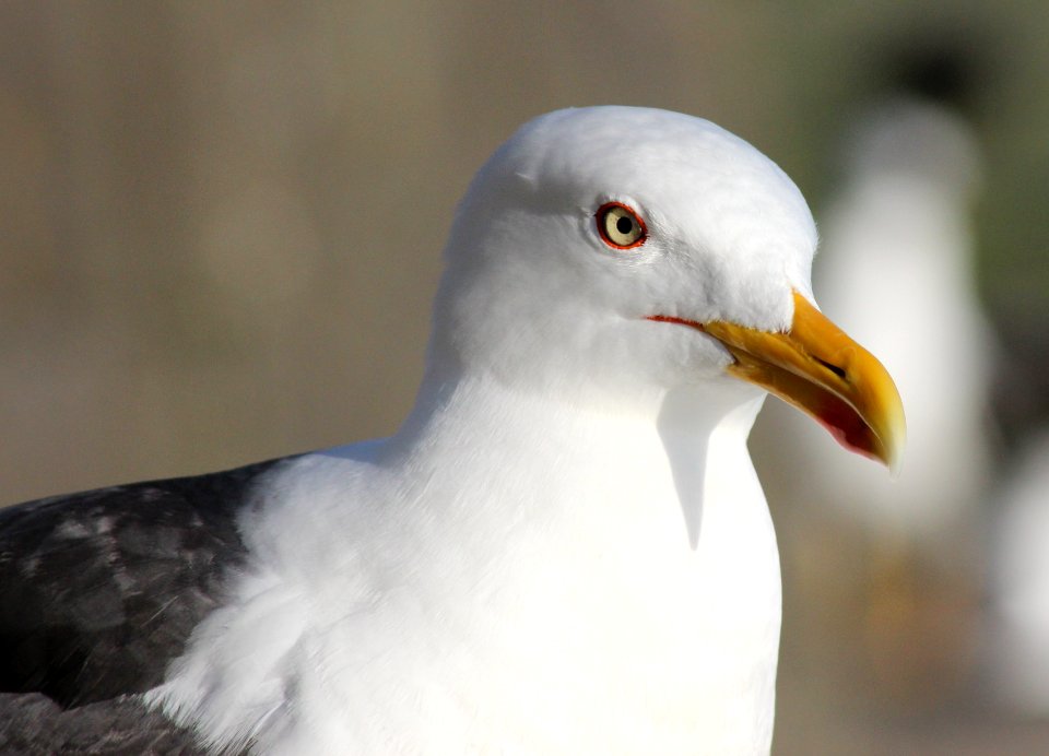 Larus fuscus Reykjavik 20120623 01