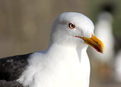 Larus fuscus Reykjavik 20120623 01