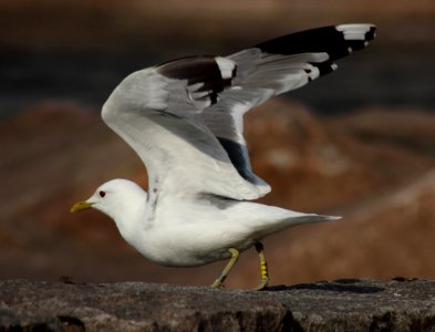 Larus canus Oulu 20150712 02