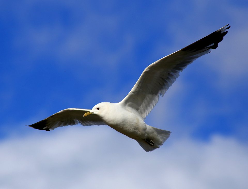 Larus canus canus Oulu 20160716