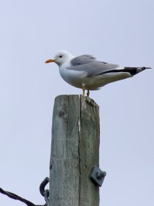 Larus canus Oulu 20190704