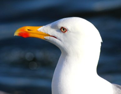 Larus fuscus Reykjavik 20120623 05