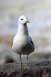 Larus canus Oulu 20150712 01