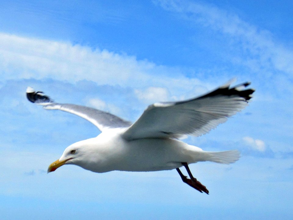 Larus argentatus (European Herring Gull), near Terschelling, the Netherlands