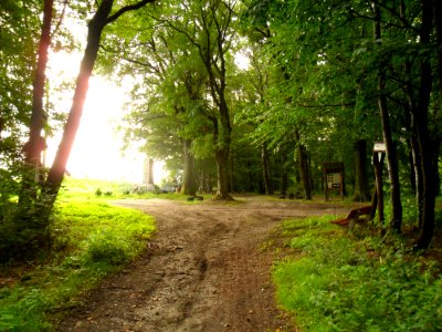 Las Widok 1