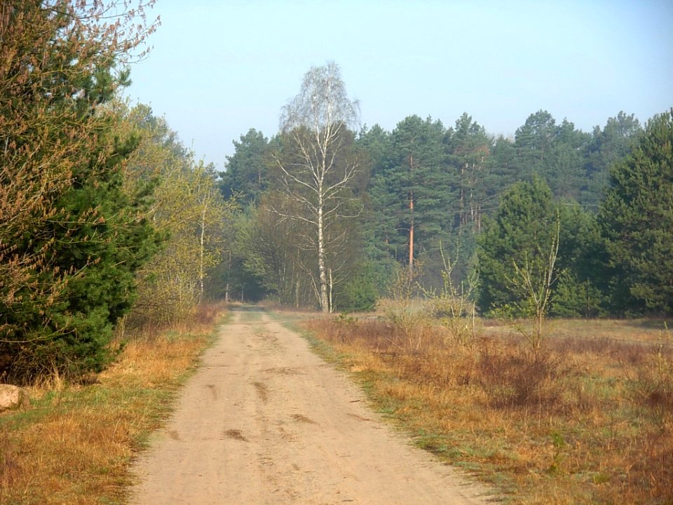 Las Osowa Góra 05-2012a