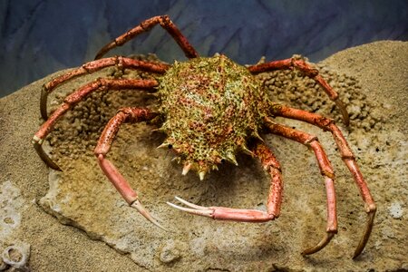Marine environmental museum cavo greko