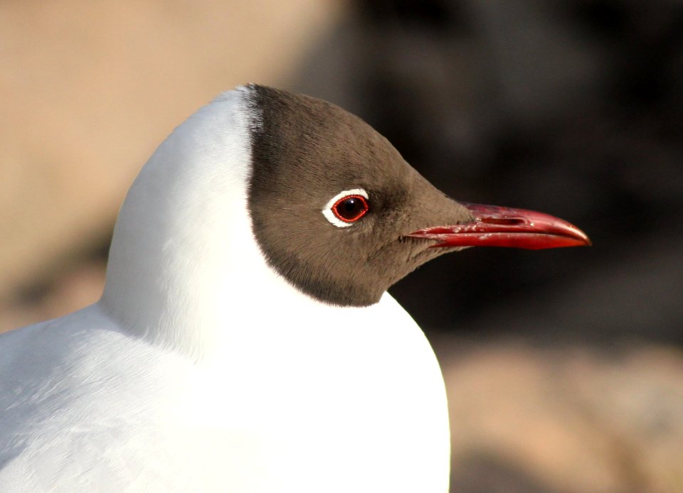 Larus ridibundus Oulu 20130506 01