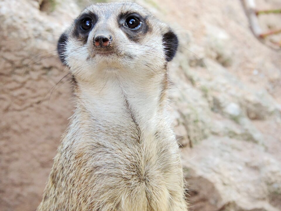 Curious africa wild animal