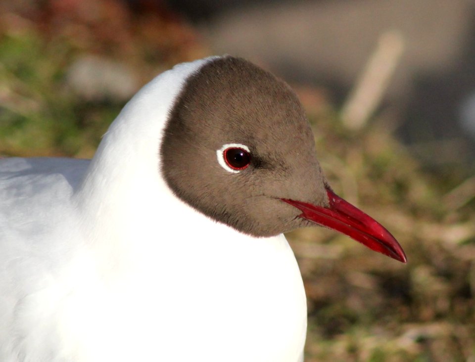 Larus ridibundus Oulu 20130506 02