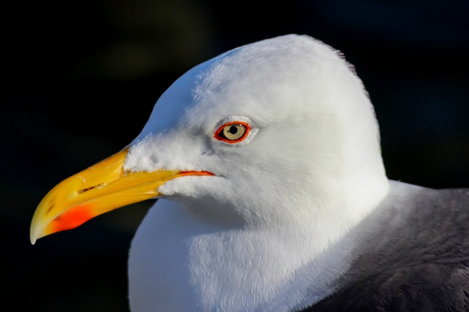 Larus fuscus Reykjavik 20120623 03