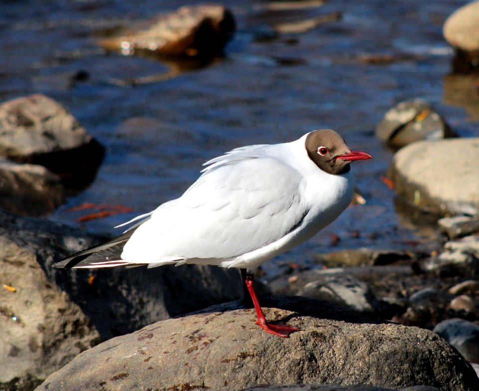 Larus ridibundus Oulu 20120519 01