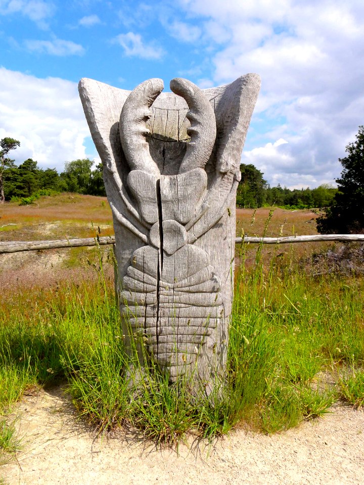 Larve mierenleeuw Hulshorsterzand