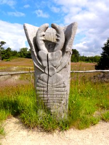 Larve mierenleeuw Hulshorsterzand