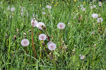 Faded meadow spring photo