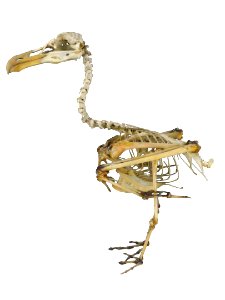 Larus marinus skeleton - Finnish Museum of Natural History - white background photo
