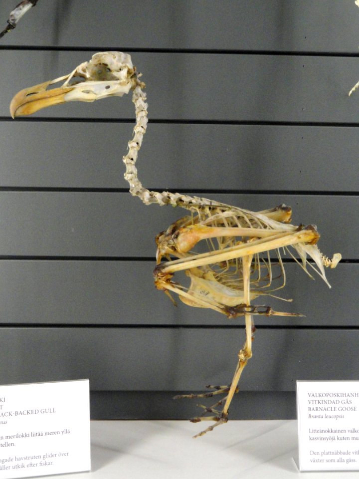 Larus marinus skeleton - Finnish Museum of Natural History - DSC04533