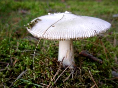 Las Gdański Bydg a