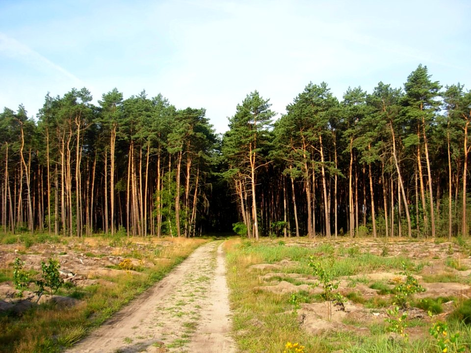 Las Gdański Bydg d