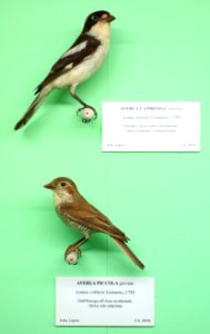 Lanius senator (male) and Lanius collurio (young) - Museo Civico di Storia Naturale Giacomo Doria - Genoa, Italy - DSC03087