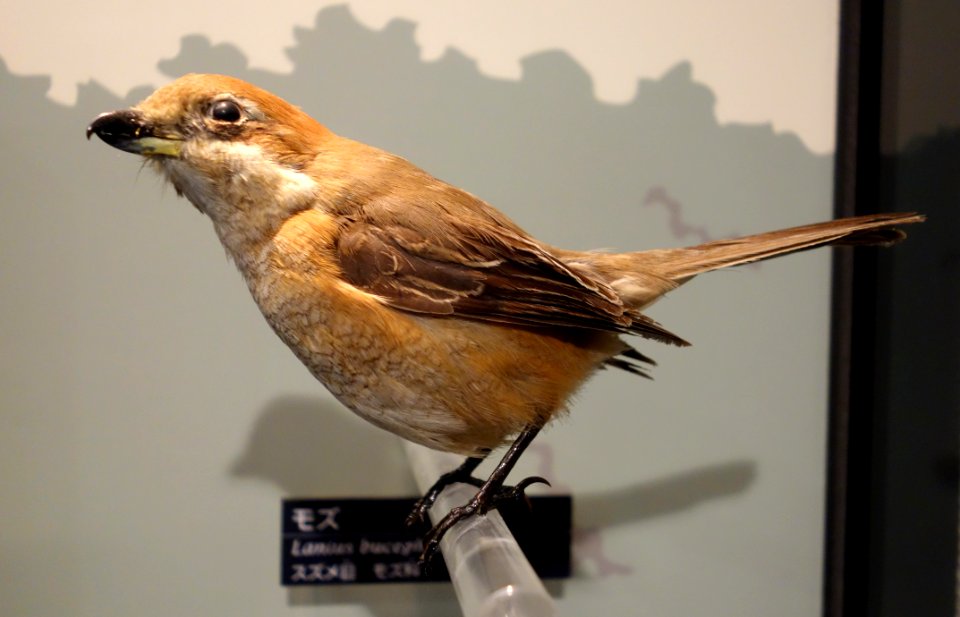 Lanius bucephalus - National Museum of Nature and Science, Tokyo - DSC06818