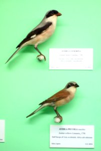 Lanius minor and Lanius collurio (male) - Museo Civico di Storia Naturale Giacomo Doria - Genoa, Italy - DSC03088