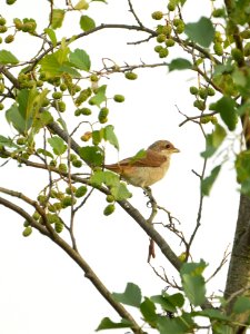 Lanius collurio (juvenile), SPA Mueggelspree 3