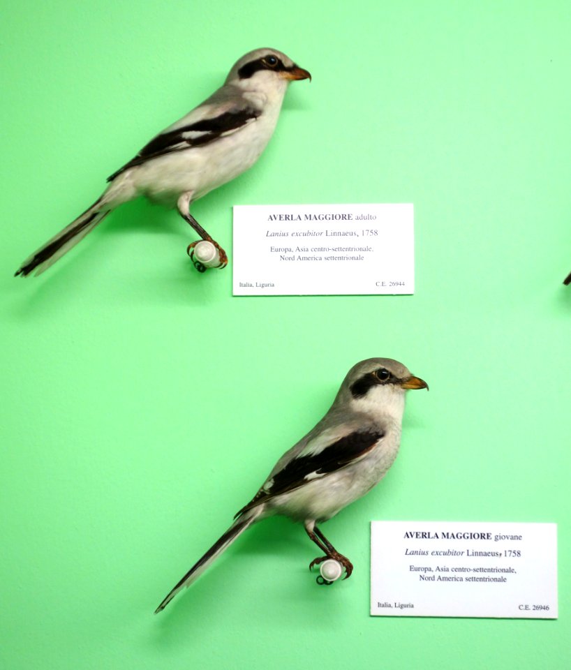 Lanius excubitor (adult) and Lanius excubitor (young) - Museo Civico di Storia Naturale Giacomo Doria - Genoa, Italy - DSC03089