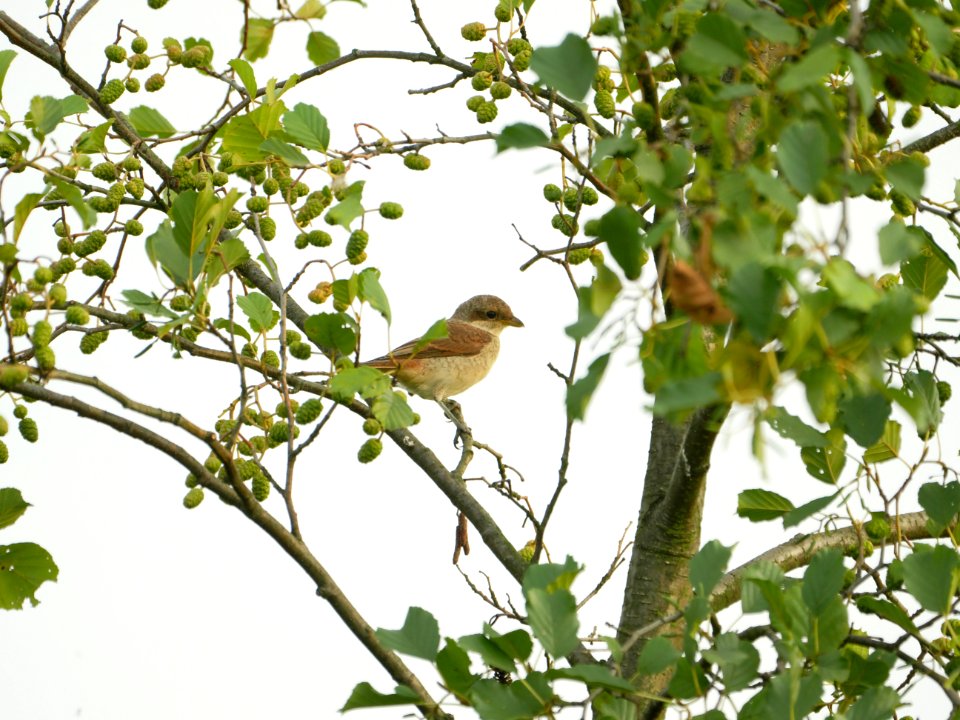 Lanius collurio (juvenile), SPA Mueggelspree 4