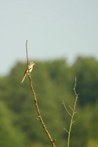 Lanius collurio (juvenile), SPA Mueggelspree 1