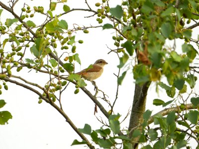 Lanius collurio (juvenile), SPA Mueggelspree 5