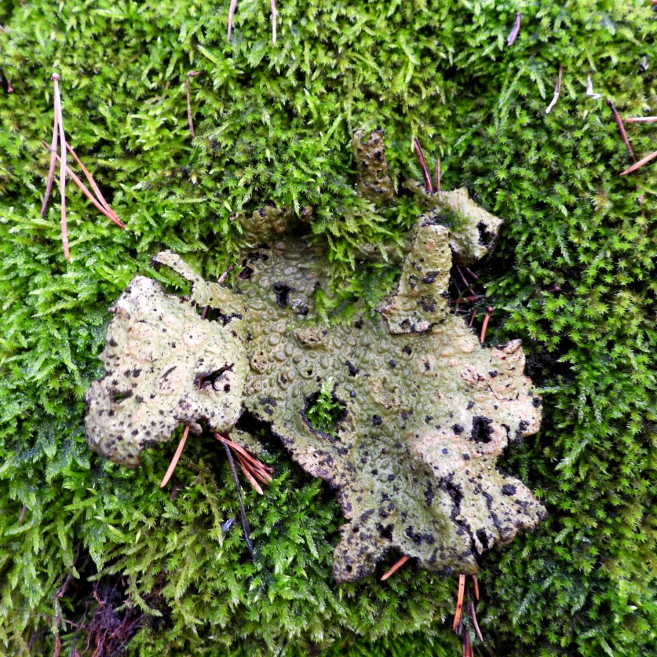 Lasallia pustulata 101581512