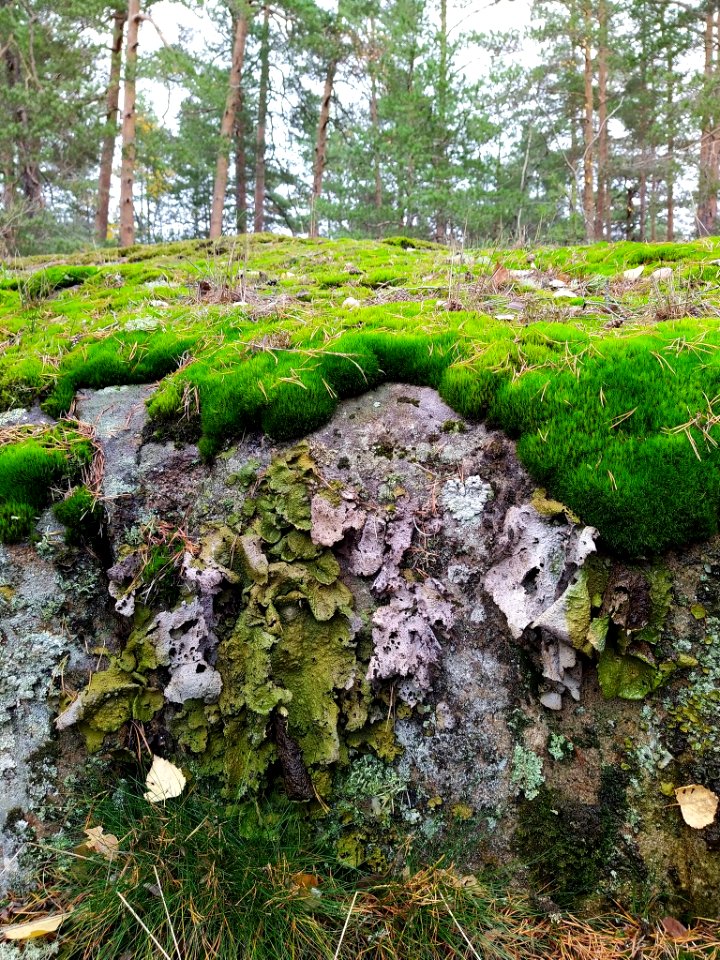 Lasallia pustulata 102281104