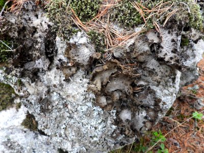 Lasallia pustulata 101046948
