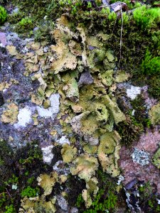 Lasallia pustulata 105259159