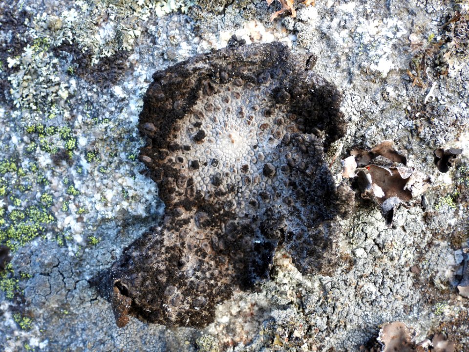 Lasallia pustulata 88243043
