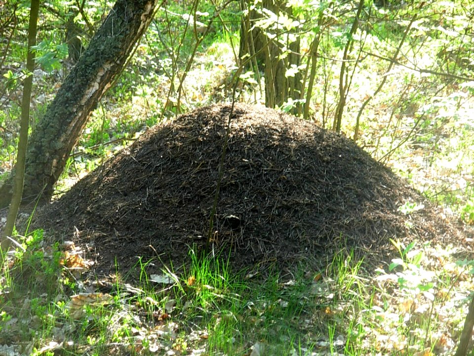 Las Osowa Góra j