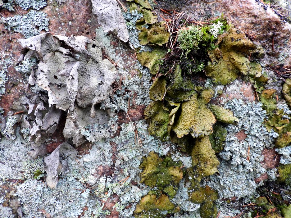 Lasallia pustulata 103472850