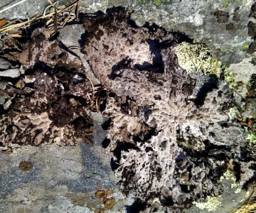 Lasallia pustulata 90030770