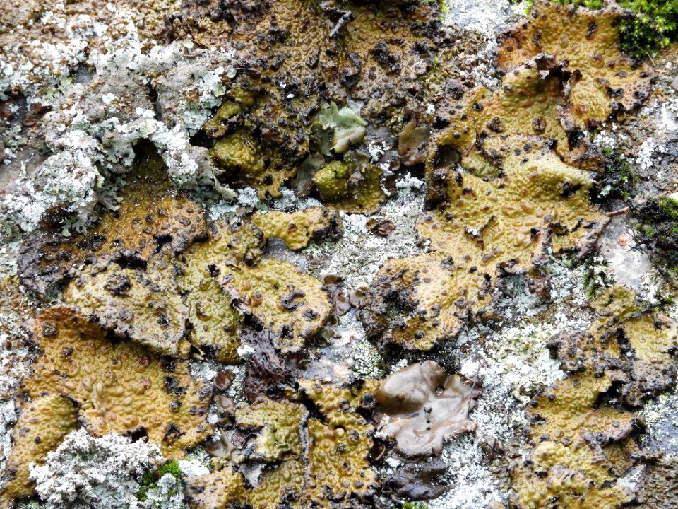 Lasallia pustulata 101768130