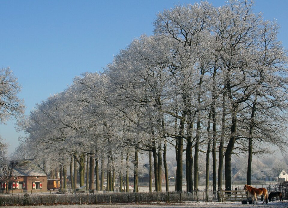 Snow freezing nature
