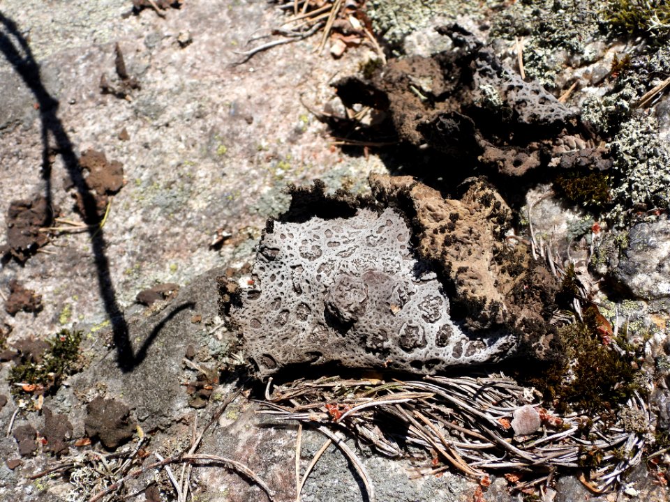 Lasallia pustulata 78161472