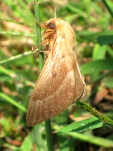 Lasiocampa grandis (Eggar sp.), Skala Kalloni, Lesbos, Greece