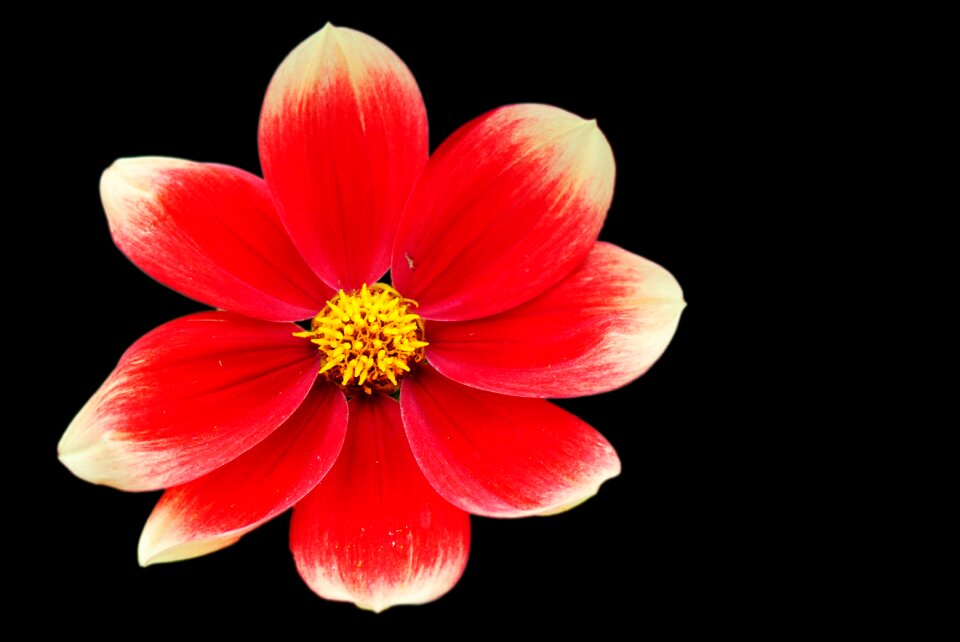 Dahlia garden blossom bloom