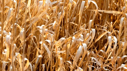Last year's dry grass in Norrkila