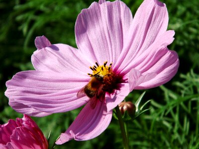 Flower pink cosmea photo